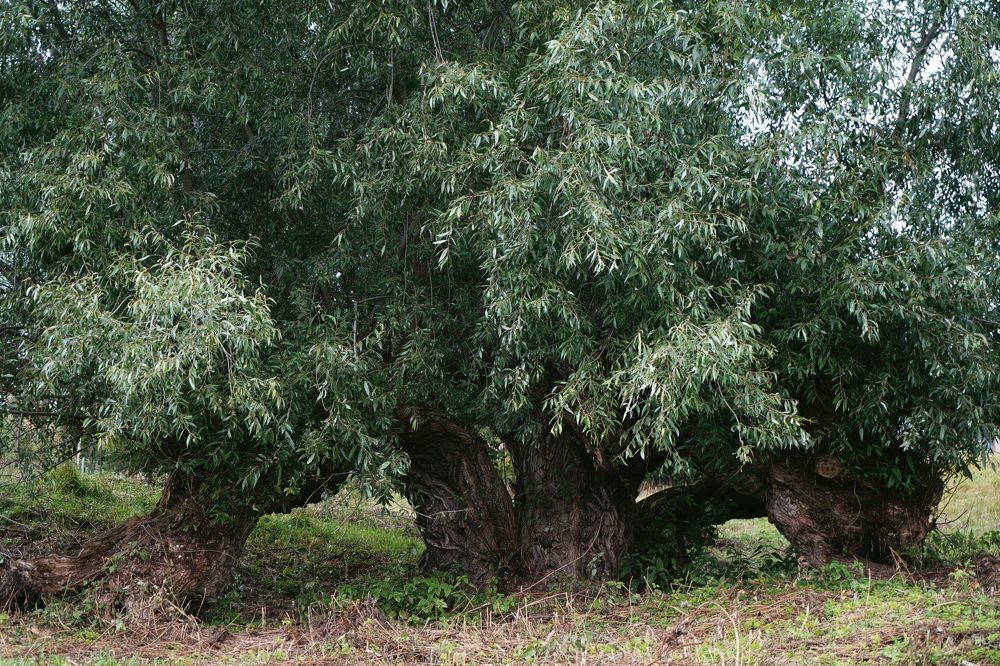 Photograph by Измаил Ефимов