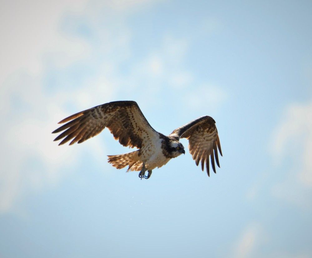 - Вижу цель!