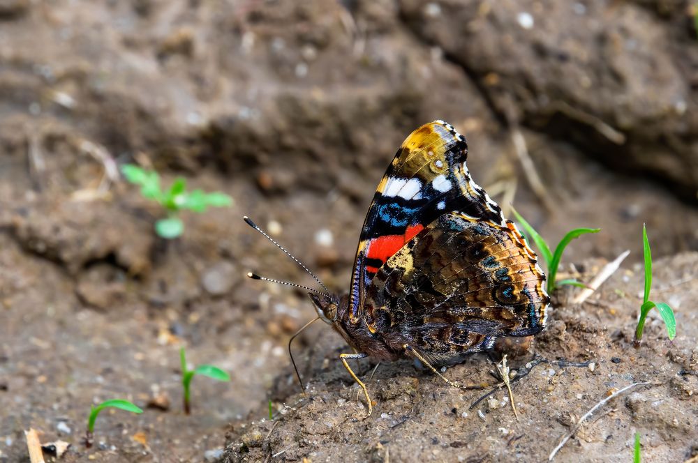 Photograph by Tamás Farkas