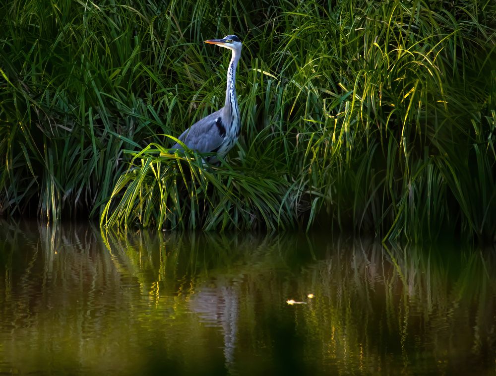 Photograph by Tamás Farkas
