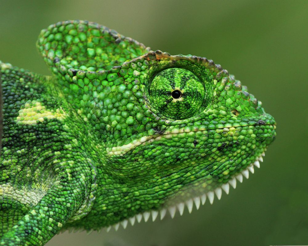 Chameleon
