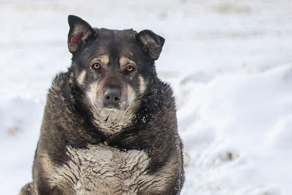 Собачья старость