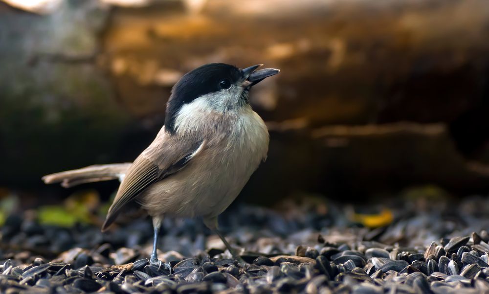 Photograph by Tamás Farkas
