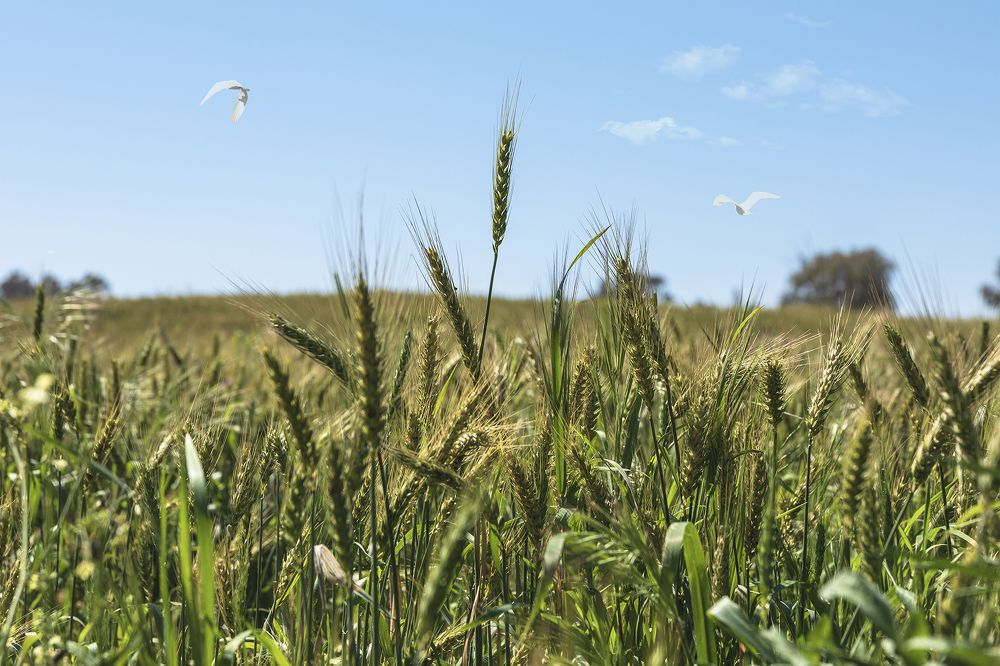 Photograph by klara Neikov