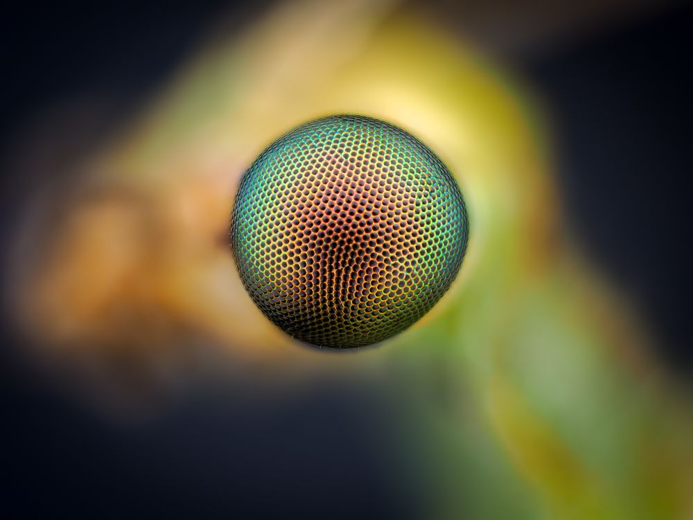 Chrysoperla rufilabris.