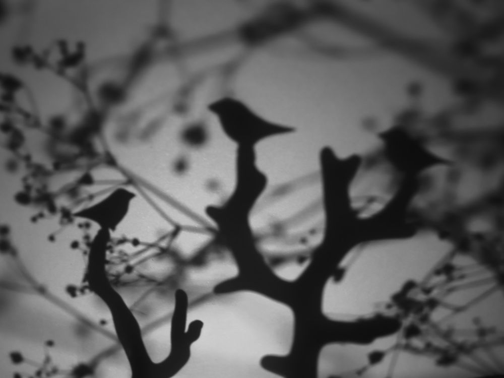 Photograph by Эльвира Курочкина