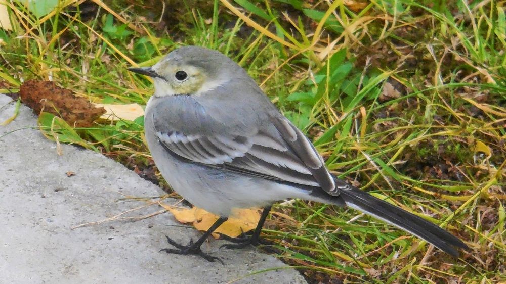 Photograph by Ян Адамсон