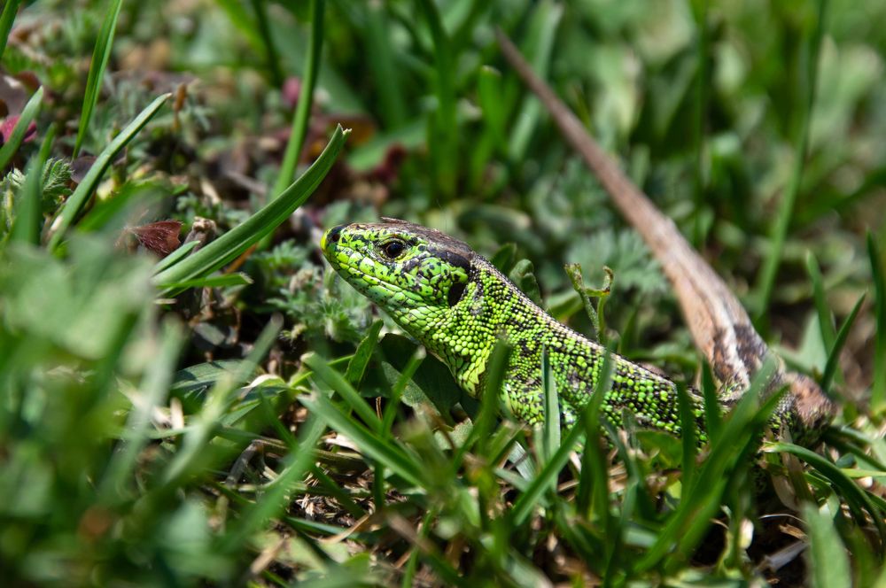 Photograph by Tamás Farkas