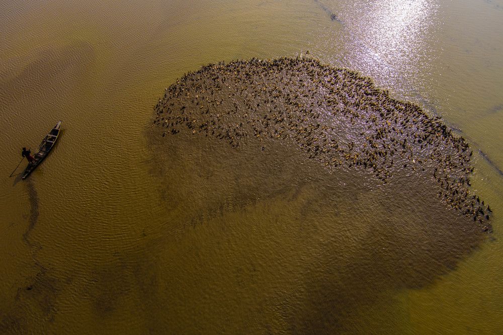Duck farming in Bangladesh