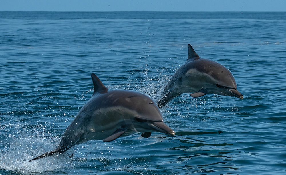 delfin nariz de botella