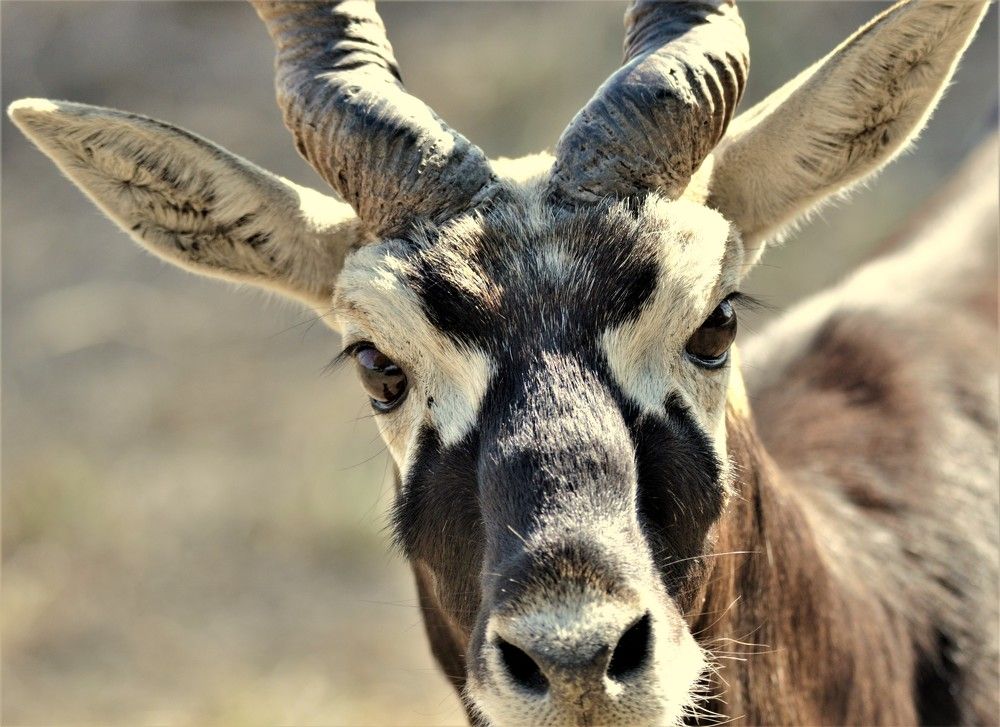 Photograph by Kushal Sharma