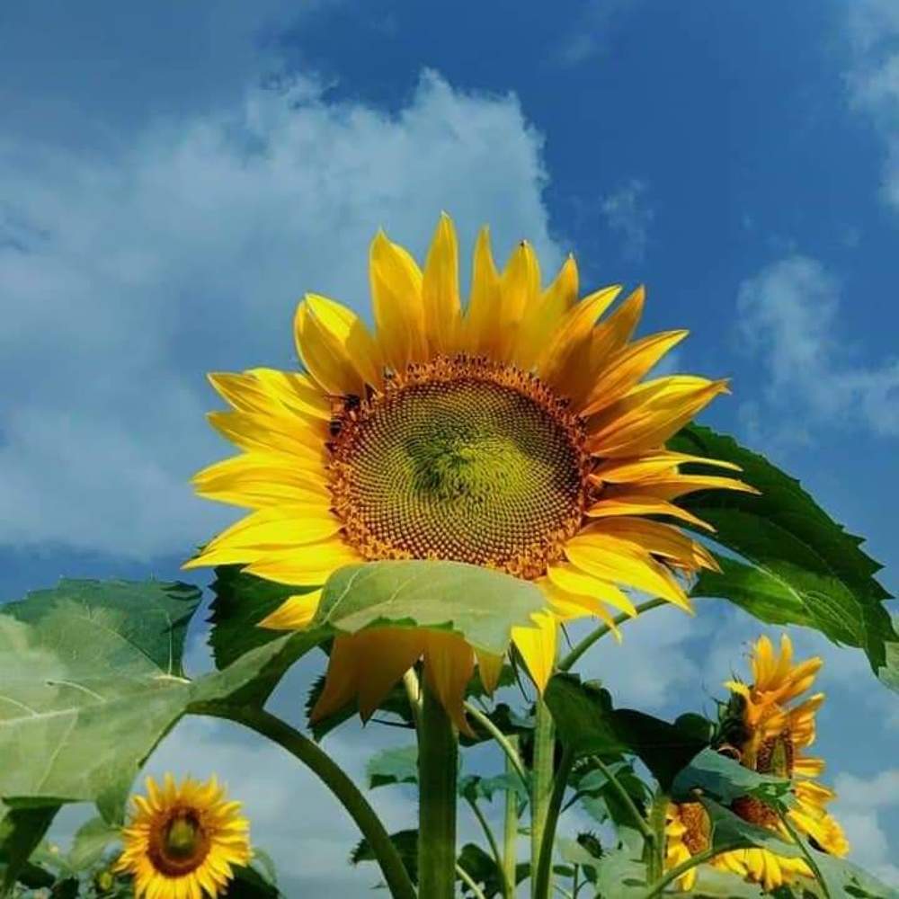 Extraordinary sunflower