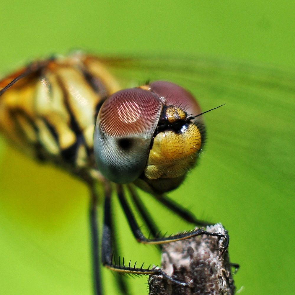 Compound Eyes
