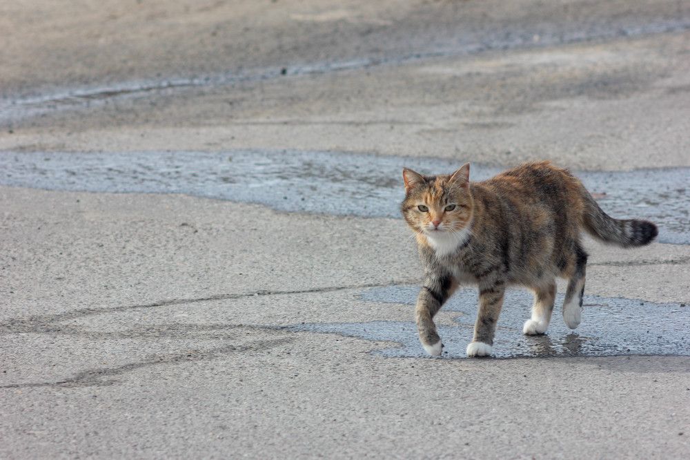 Photograph by Александр Лобынцев