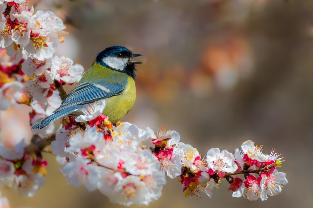 Photograph by Vahid Yavari