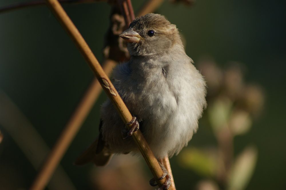 Фотография автора Светлана Ларина