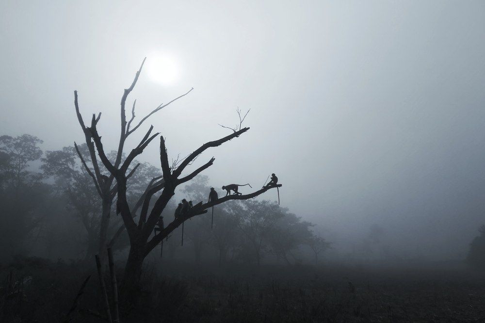 Photograph by Rashmi Ranjan Sahoo