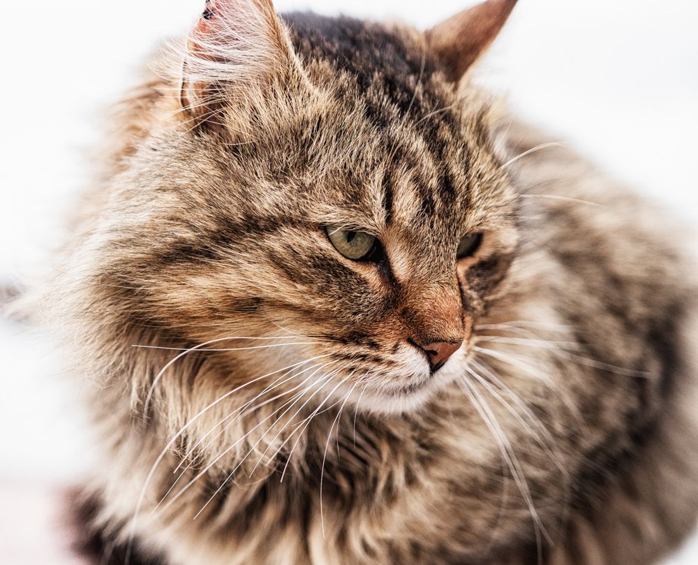 Photograph by Виталий Мытник