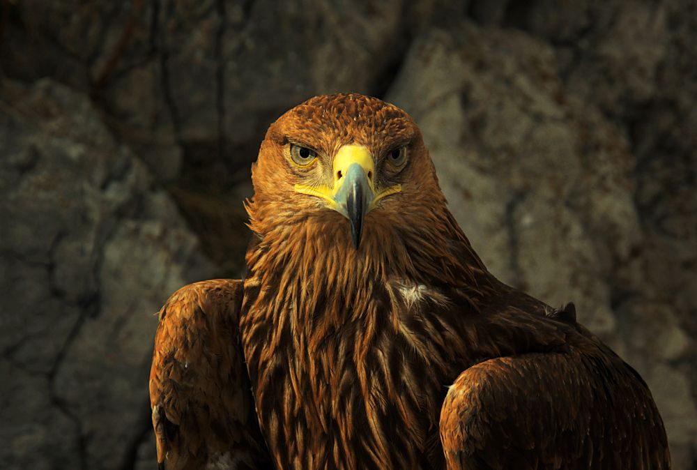 Photograph by AlexSa