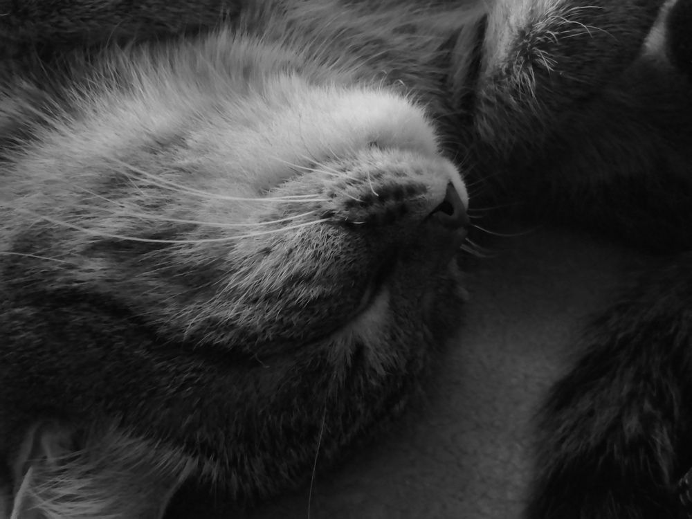 Photograph by Софья Коренистова