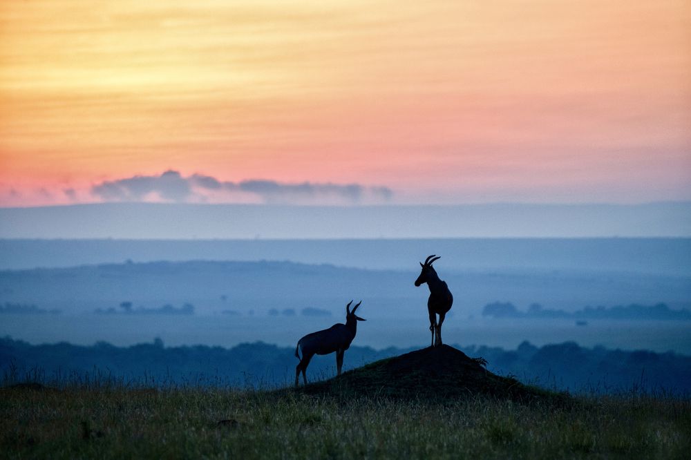 Фотография автора Hari Kumar