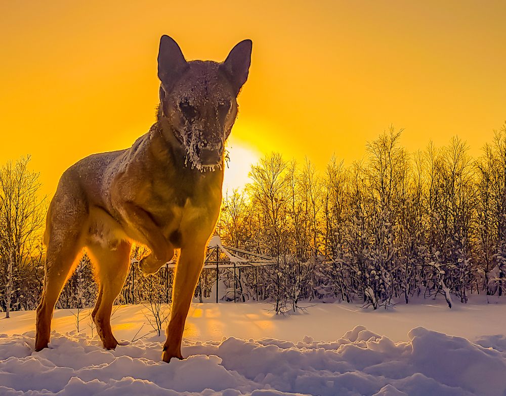 Photograph by Николаева Светлана