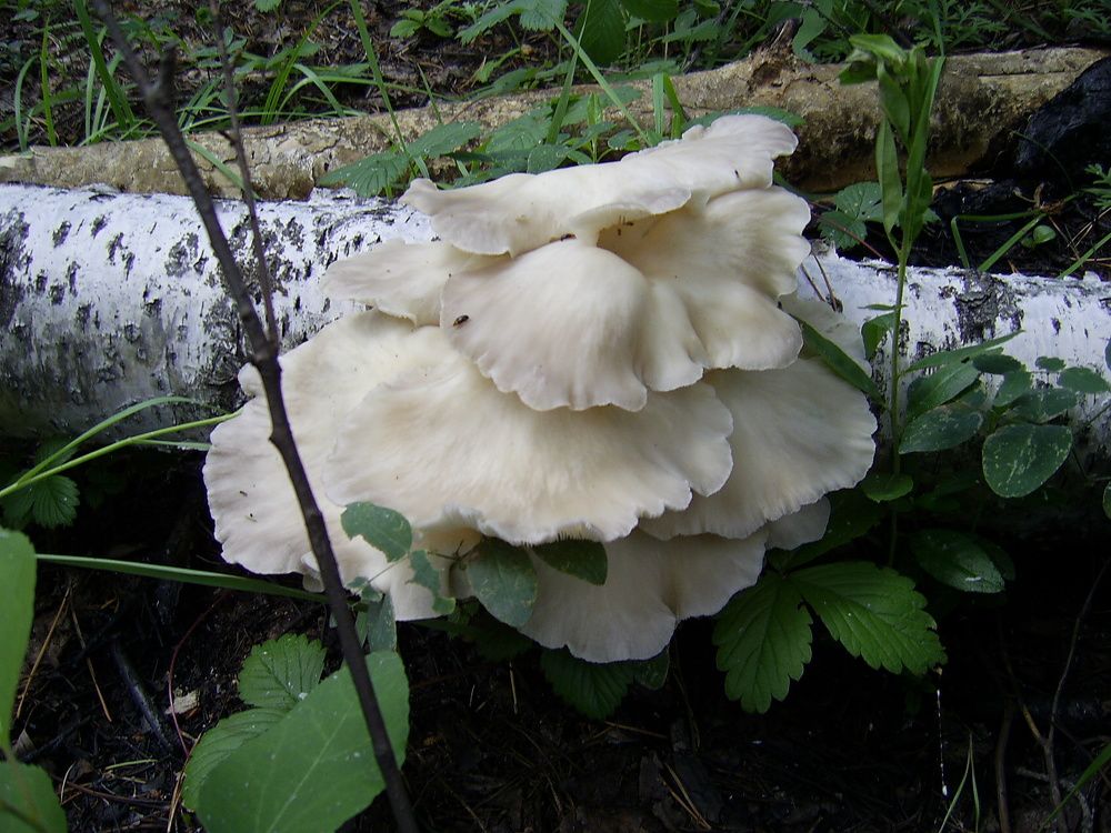 Photograph by Александра Бардамова