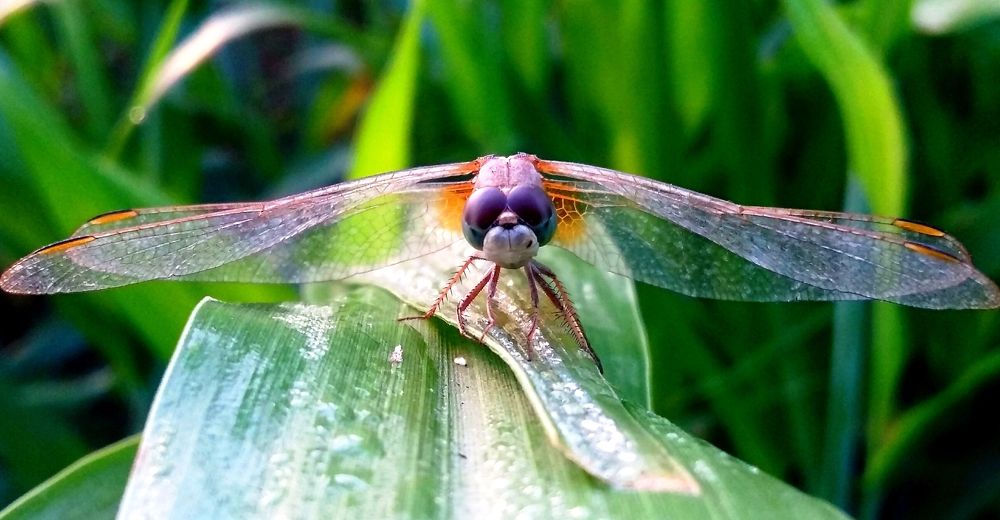 Photograph by Imran Allah Rakha