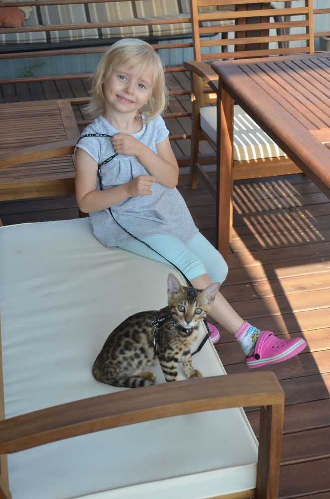 Две кошечки