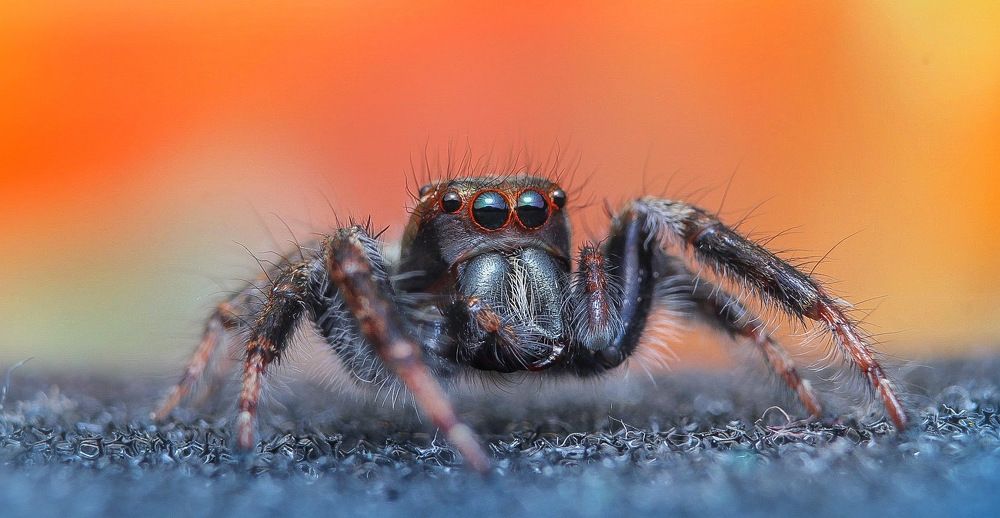Jumping spider.