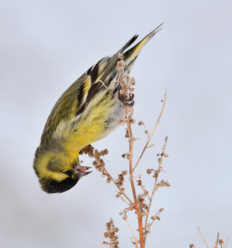 Вниз головой вкуснее