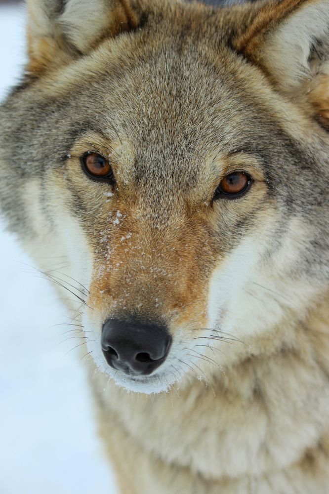 Photograph by Елена Верховская