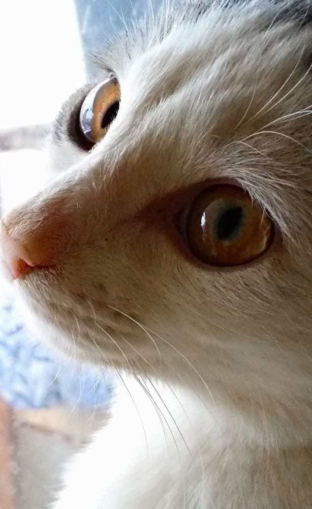 Киска Чудичка