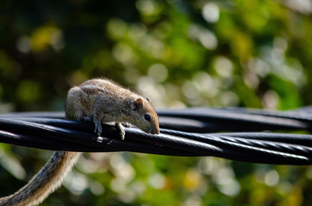 Photograph by Jaspreet Singh