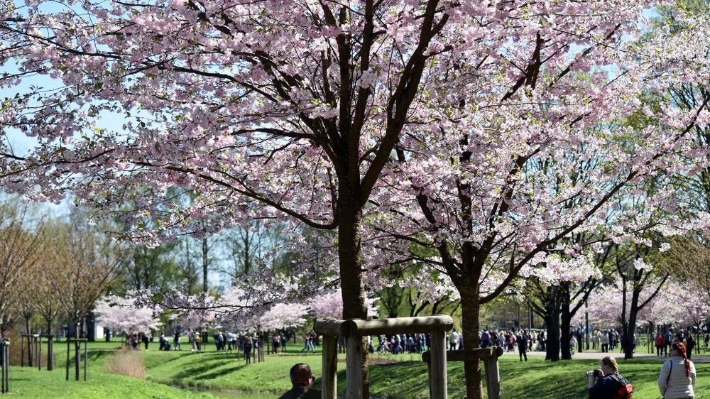 Цветение сакуры в Рижском парке
