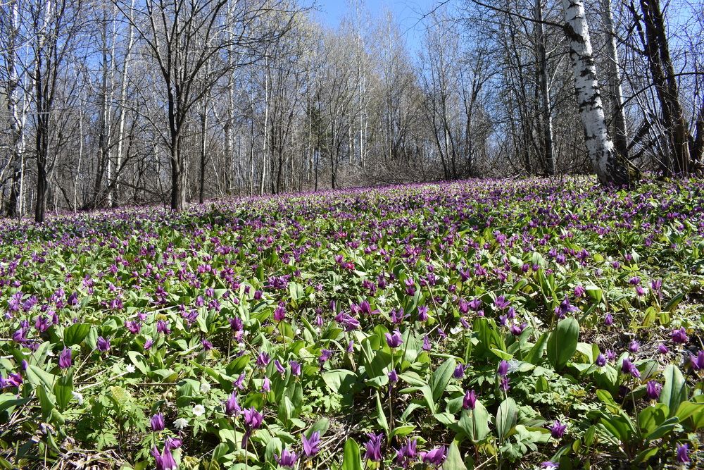 Photograph by Александр Прядко