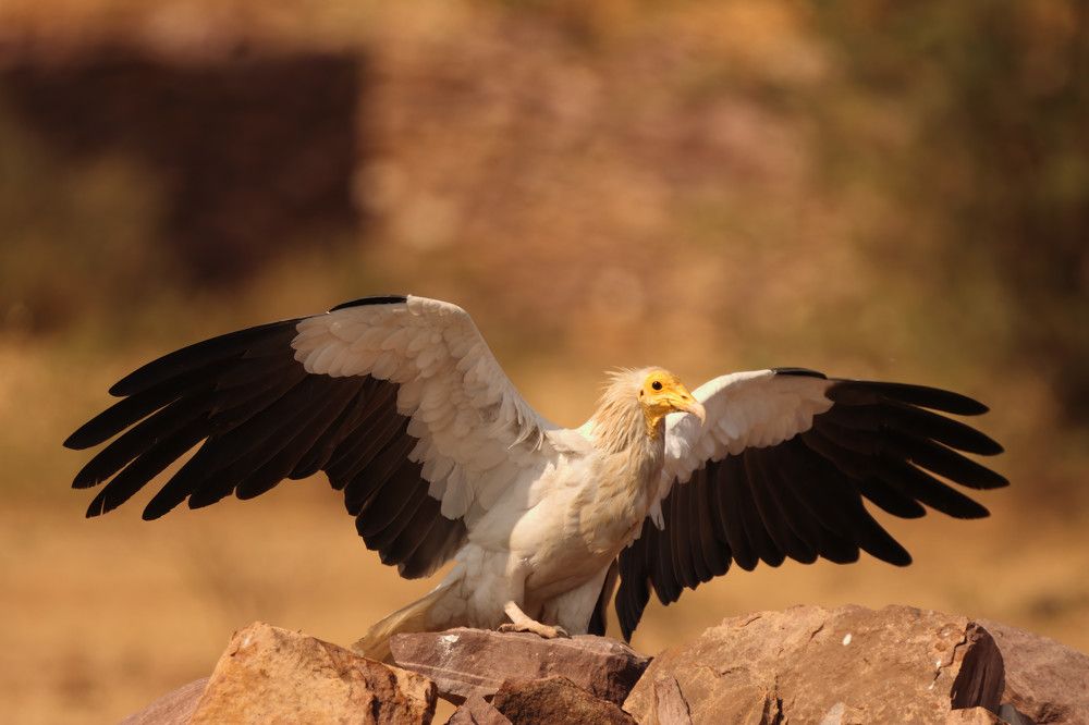 Photograph by Aman Sarda