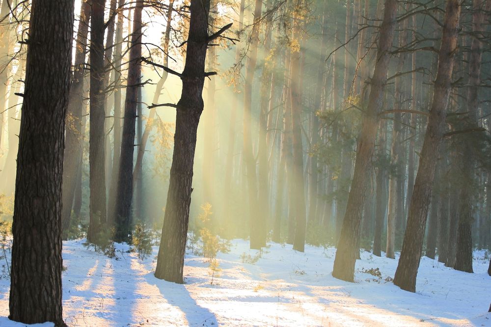 Зимняя   симфония