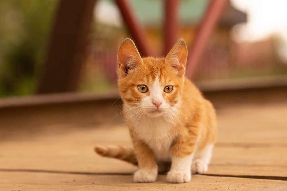 Photograph by Любовь Парфенова