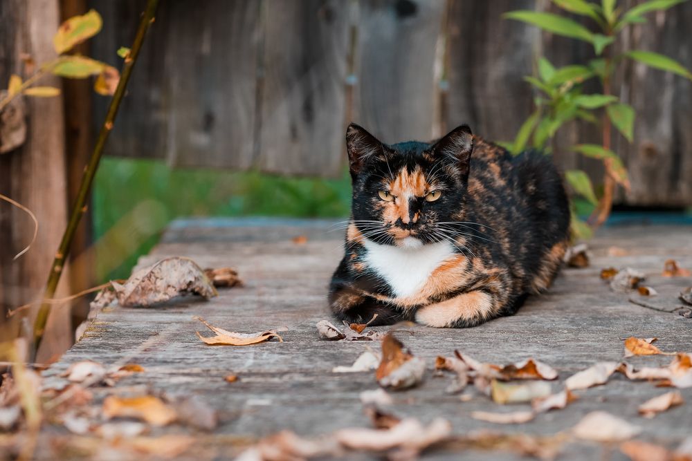 Photograph by Ирина Шалаева