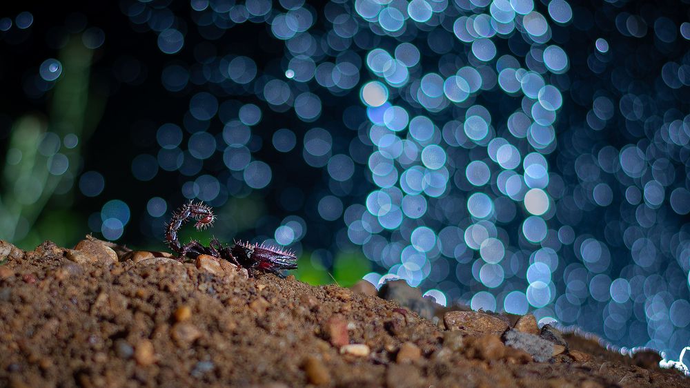 Black beauty in a rainy night