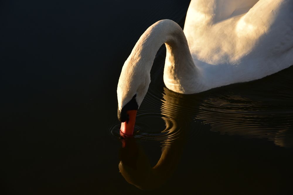 Photograph by Mesaros Cila