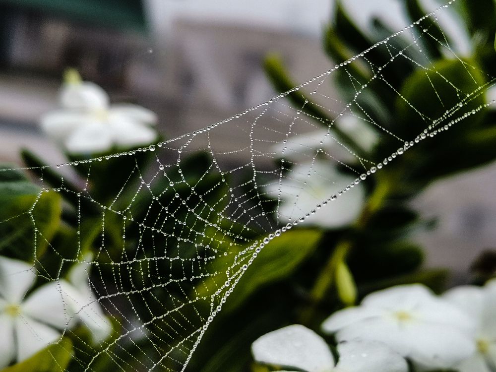 Photograph by Sandip Dey