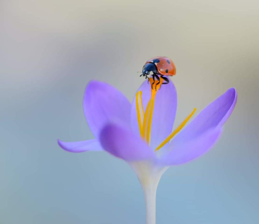 Photograph by ruurd visser