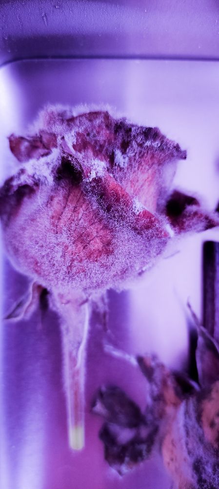 Photograph by Alena Gurenchuk