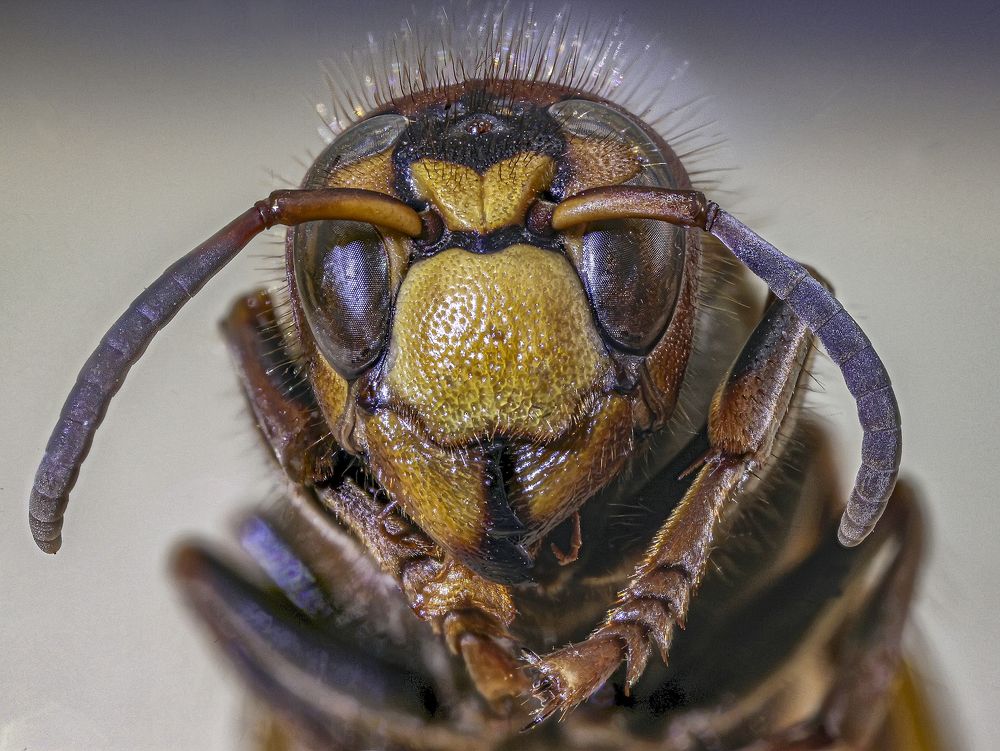 Осинный король