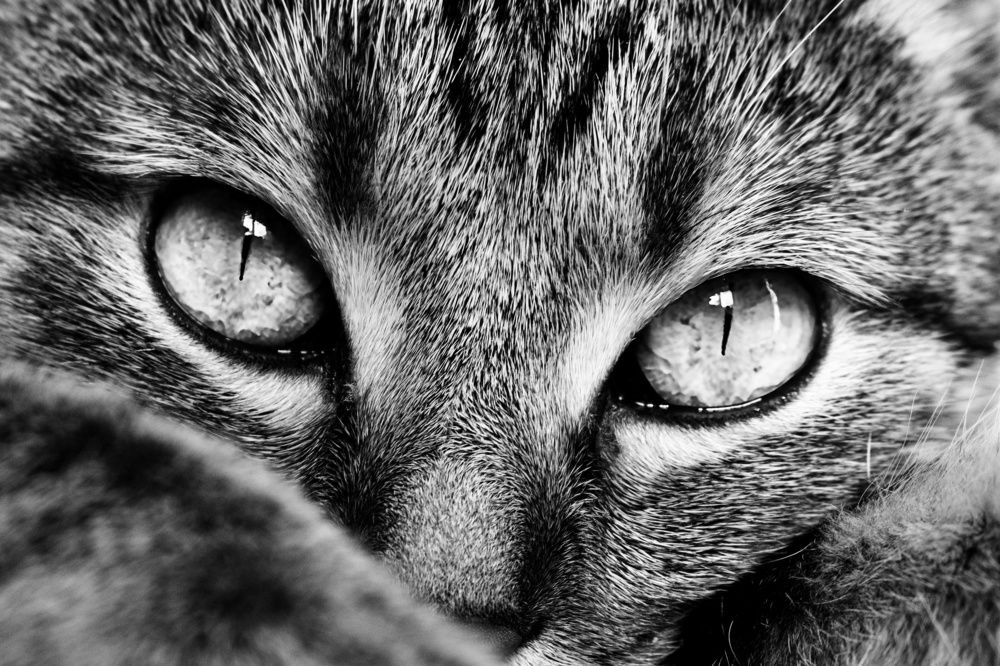 Photograph by Elena Lopatina