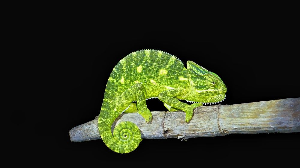 Photograph by Darshan Patil