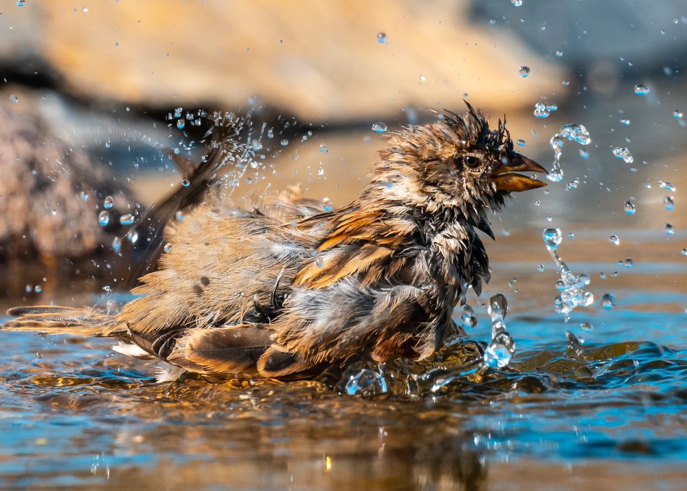 Photograph by Antonio Avila