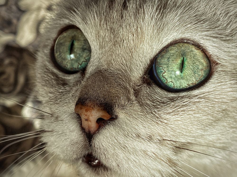 Пронзительный взгляд кошки